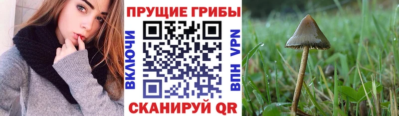 Галлюциногенные грибы Magic Shrooms  Тулун 
